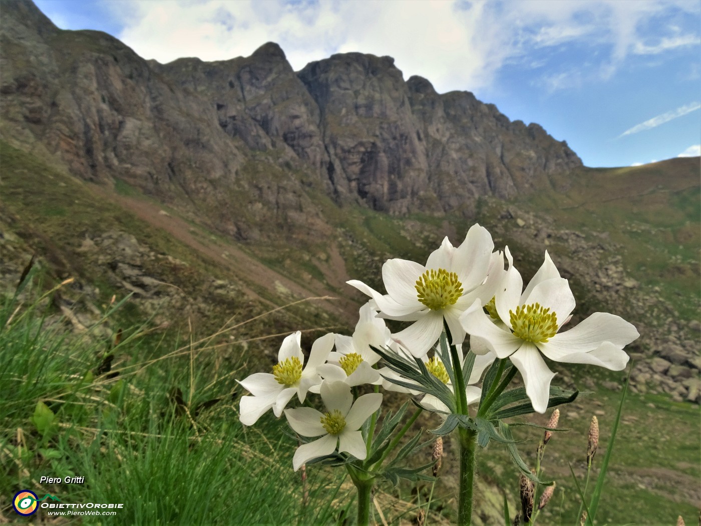 26 Anemonastrum nercissiflorum (Annemone narcissino).JPG